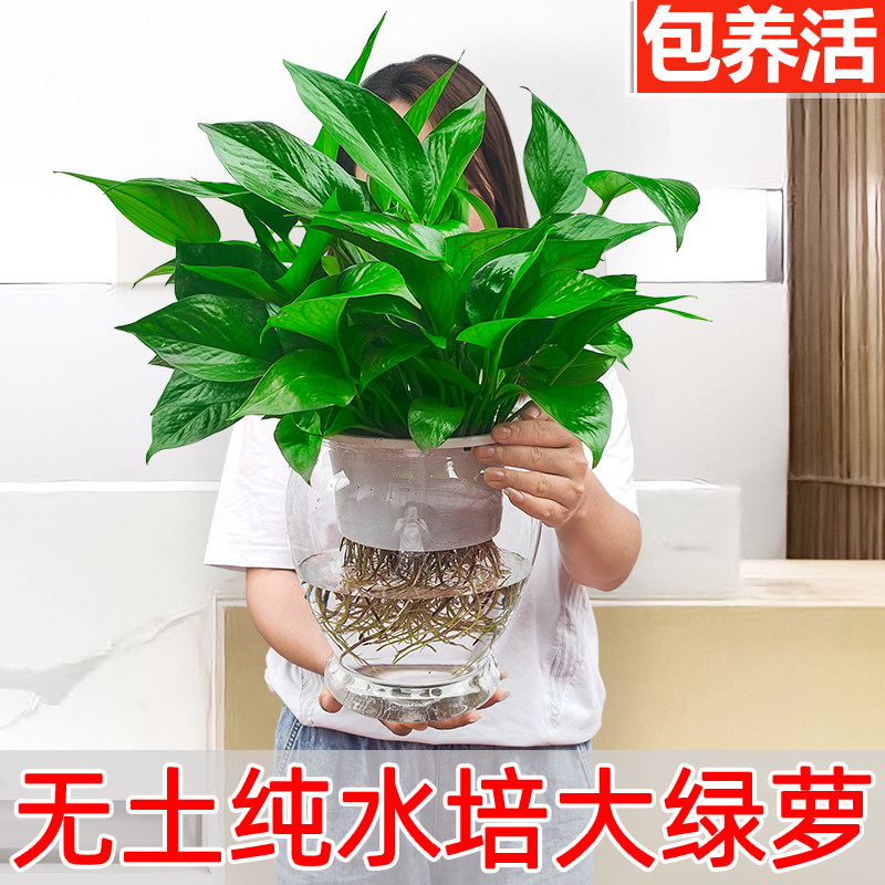 【纯净无土】水培绿客室内植物萝厅水养绿箩盆栽吸除甲醛绿植好养