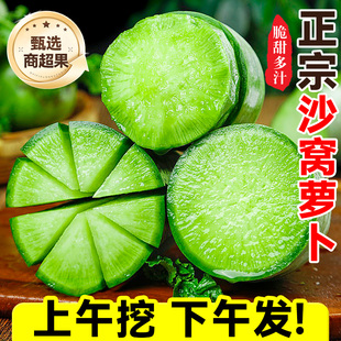 正宗天津曙光沙窝萝卜天星2号/02金星冰淇淋水果萝卜甜脆新鲜青萝