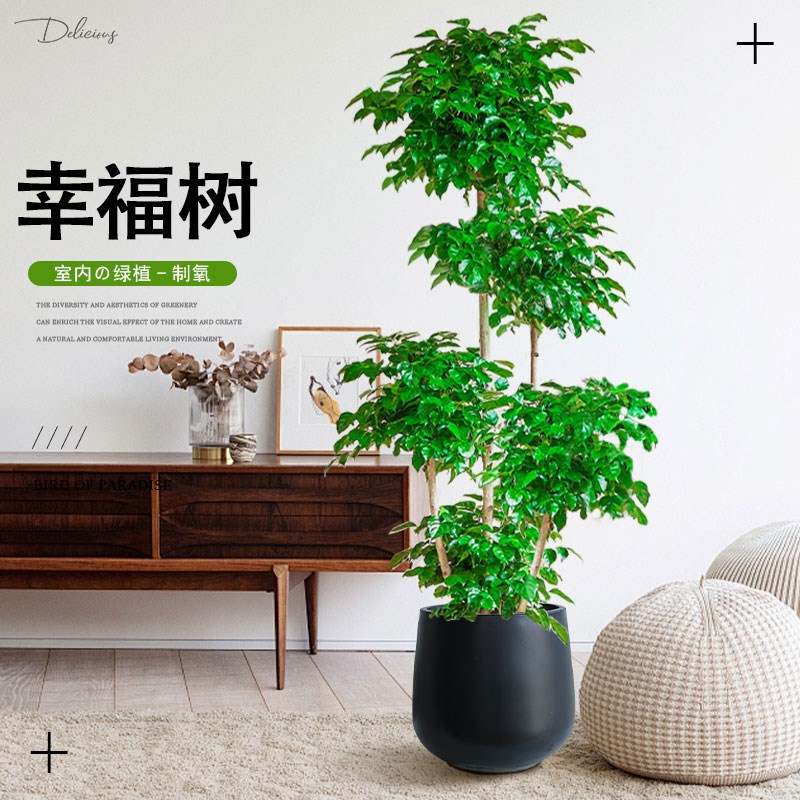 五层幸福树客厅大盆栽大型老桩绿植室内发财树平安树盆景植物四季