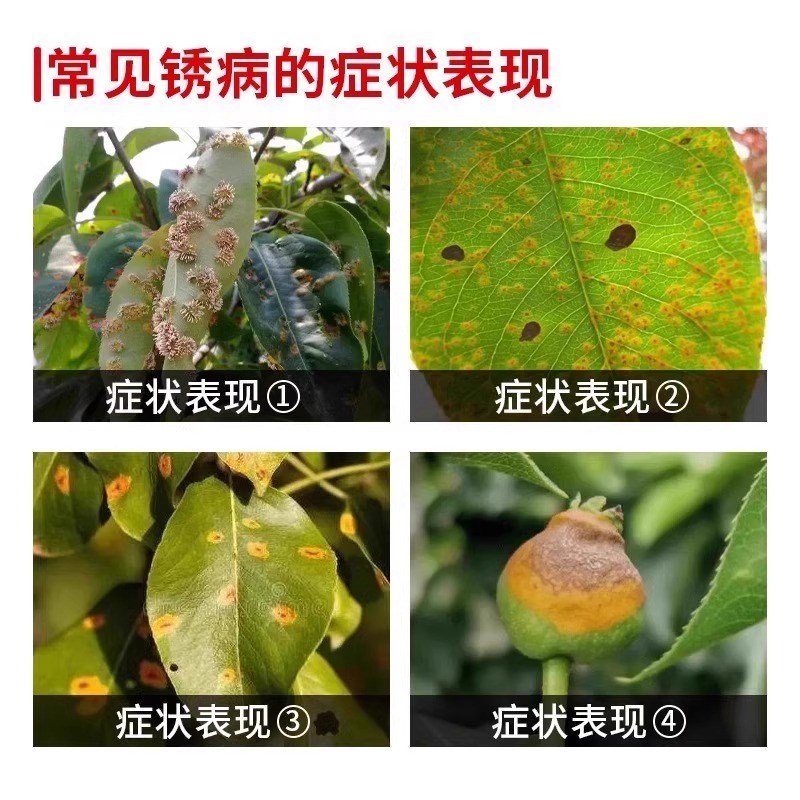 梨树锈病专用药梨树病菌清防铁锈卷叶黄叶黑斑不伤果树强力杀菌剂