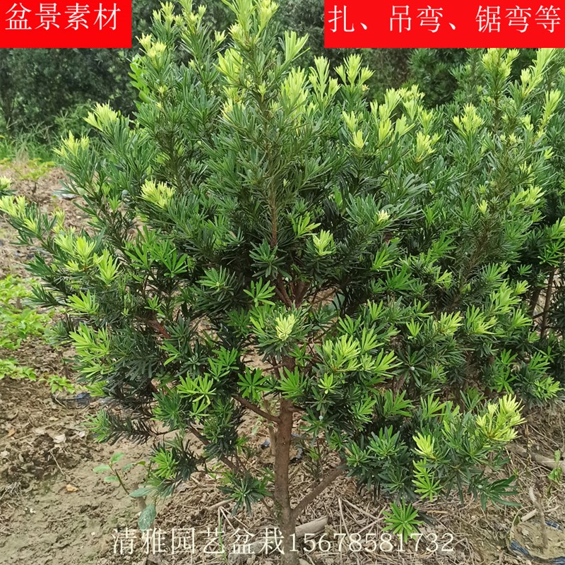 罗汉松树苗米叶米罗贵妃罗汉松树桩盆景素材造型矮化苗雀舌罗汉松