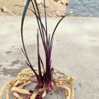 细叶寒兰紫红草 紫秀 网红草兰花绿植小盆栽阳台客厅铭品名贵