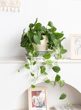 小吸银斑葛盆栽花叶绿萝常绿植物吊内桌面垂室长藤观叶植物叶甲醛