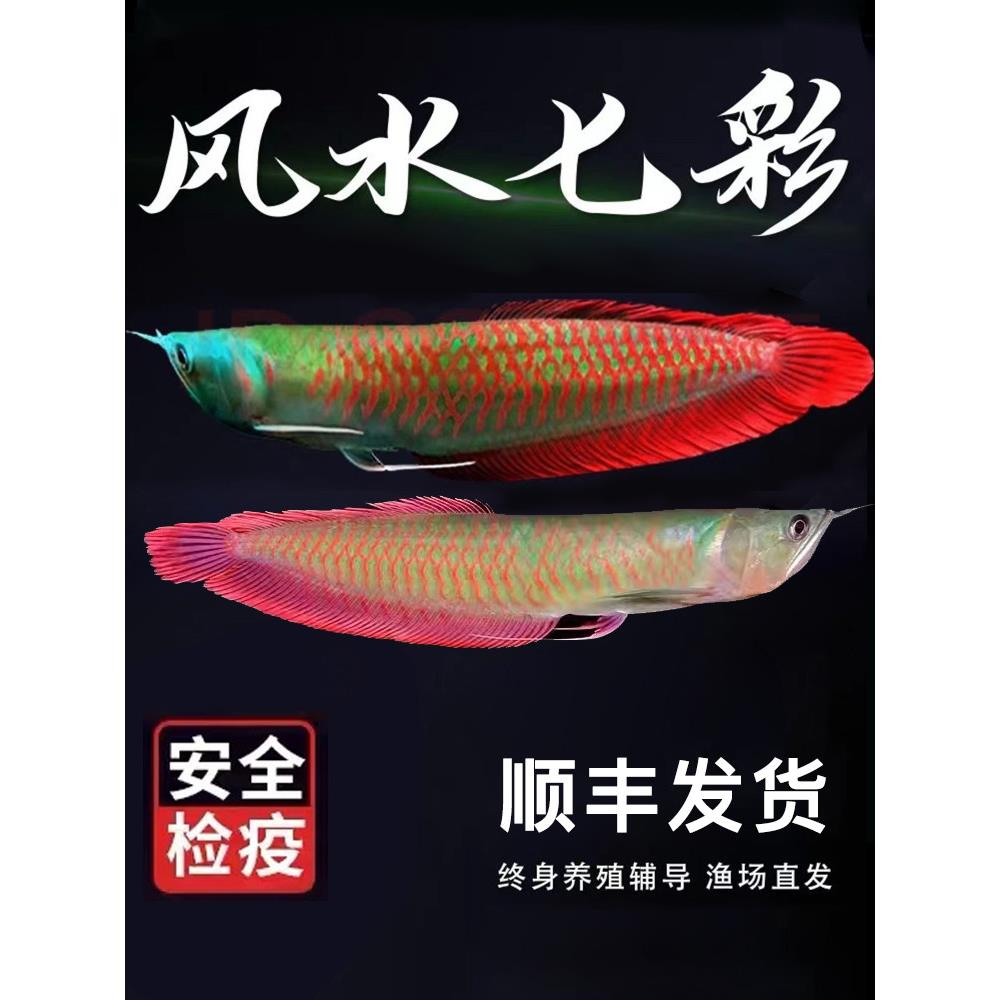 七彩银龙鱼活体观赏鱼苗热带鱼淡水中大型风水招财幻彩银龙鱼
