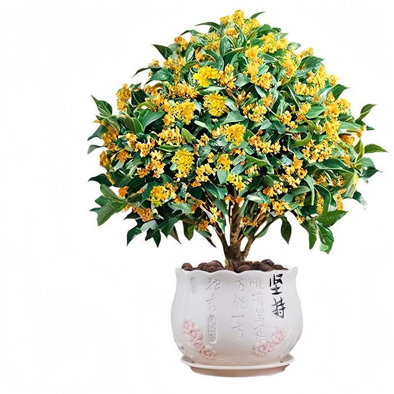 桂花树苗四季桂盆栽带花苞浓香型室内阳台庭院懒人好养开花卉植物