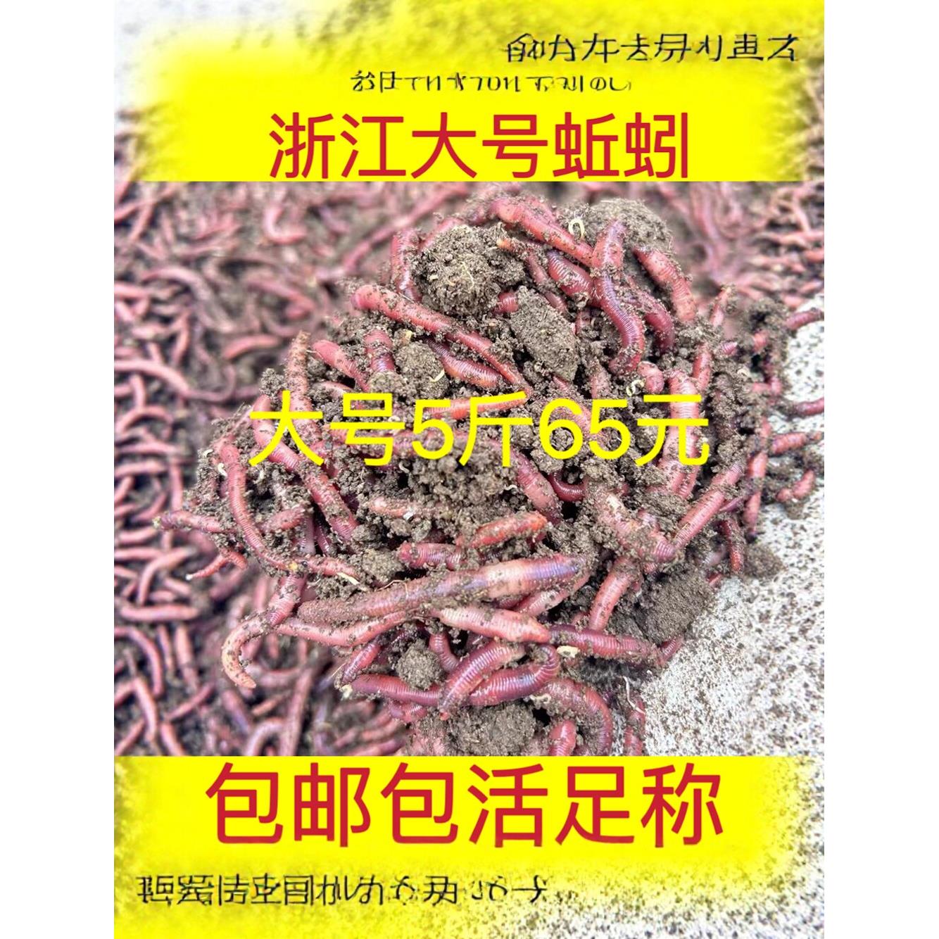 蚯蚓活饵鲜活红蚯蚓大平二号特大蚯蚓排钩串钩散装黄辣丁野钓饵料