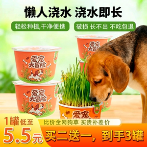 宠猫草狗草盆栽懒人无土水培助消化