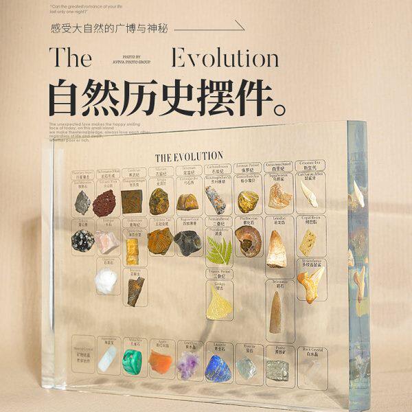 进化论地质年代演变包埋手工礼品 化石矿石植物标本镶嵌树脂摆件
