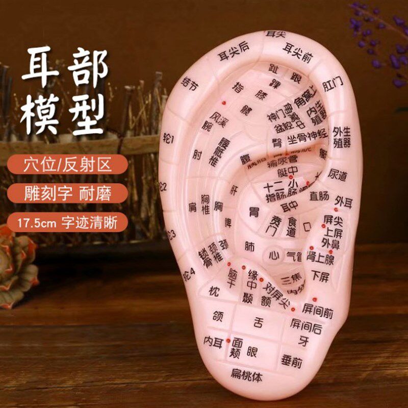 17厘米清晰刻字耳模型耳穴模型按摩耳膜耳穴反射区模型耳朵模型