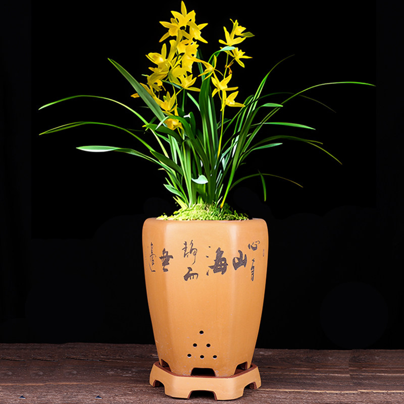 蔓木人紫砂宜兴紫砂花盆兰花盆精品手工刻绘大花盆桌面剑兰绿植