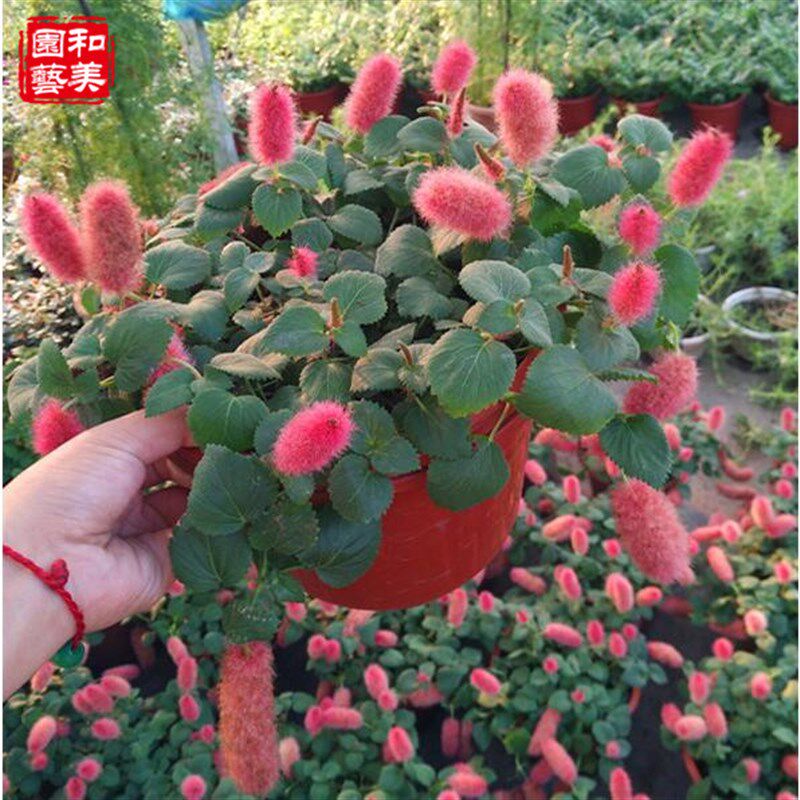 红樱吊兰 耐热耐晒 岁岁红盆栽 红穗铁苋菜 垂吊狗尾红花期长包邮