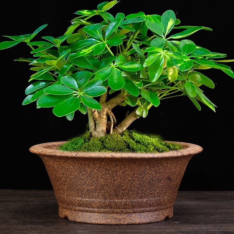 柴烧紫砂兰花盆古典精品圆形素面大号四方阳台盆景盆蝴蝶兰盆包邮