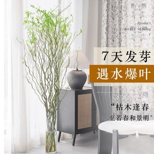 龙柳枝条树枝树干装饰室内高级感侘寂风天然真干花摆件插花干鲜枝