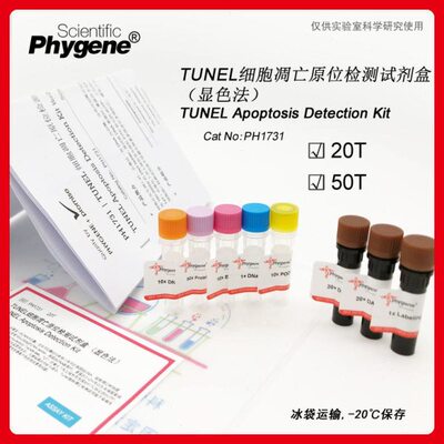 TUNEL细胞凋亡原位检测试剂盒-显色法 细胞检测 [PH1731 PHYGENE]