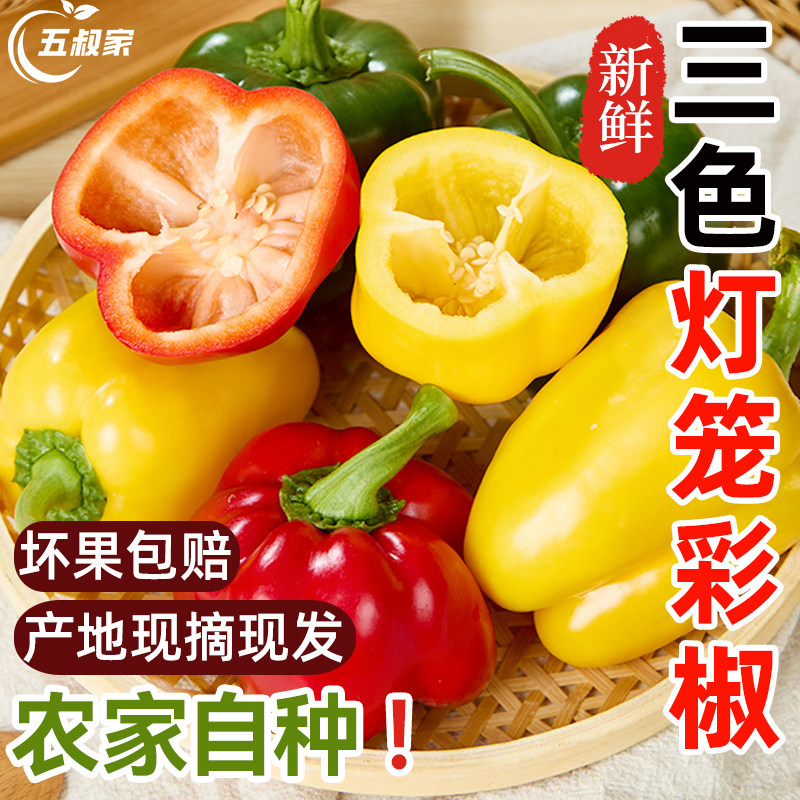 彩椒新鲜生吃水果青椒三色灯笼甜椒柿子椒小米圆辣椒寿光农家种植