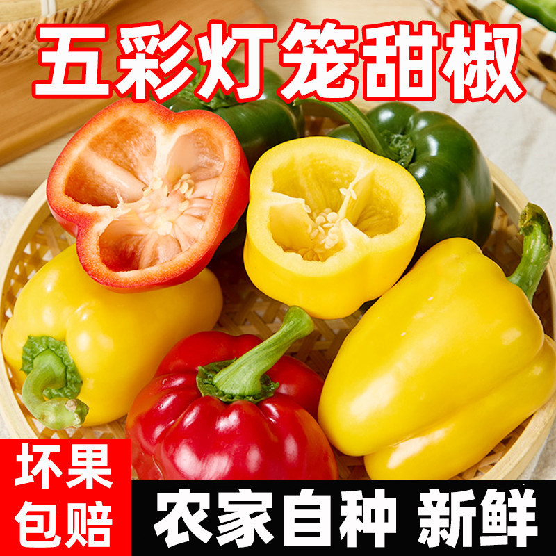 新鲜水果彩椒生吃五彩辣椒灯笼甜椒寿光蔬菜青小米圆辣椒蔬菜包邮