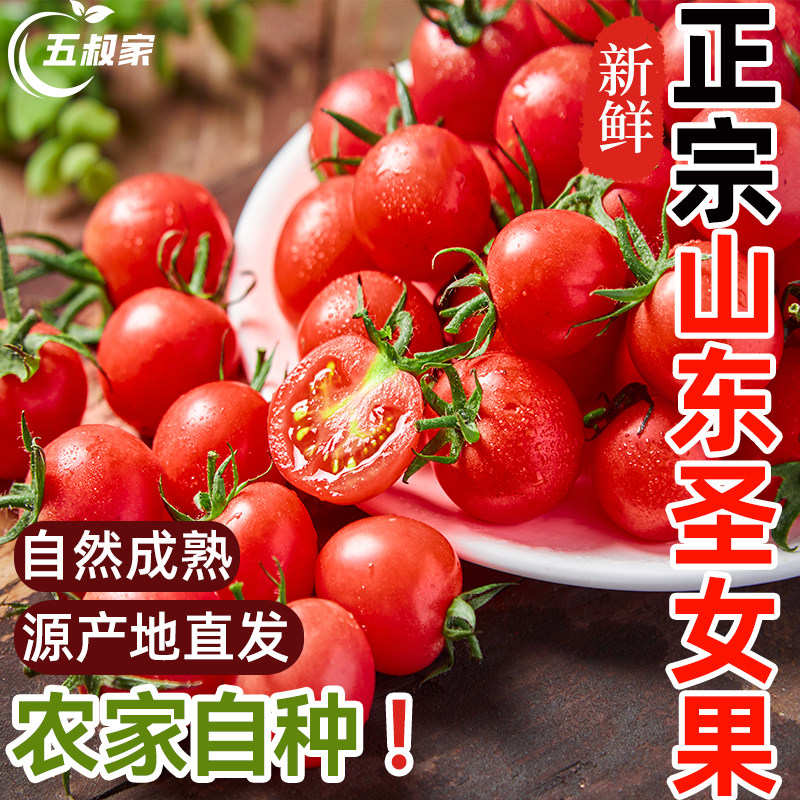 圣女果小番茄新鲜宝宝孕妇水果当季小柿子小西红柿做冰糖葫芦蔬菜