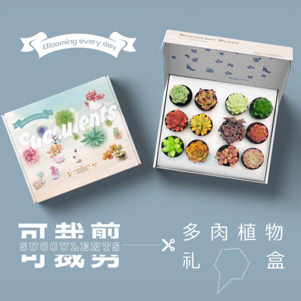 壹分皿 多肉植物创意盆栽组合套装教师节礼盒装节日礼物种好发货