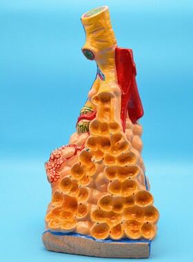 肺泡模型 J3306 初中生物实验器材 高中生物仪器 教学仪器