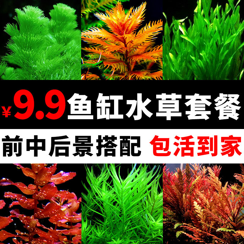 水草套餐阴性莫斯绿菊蜈蚣鱼缸造景淡水植物活体趴地矮珍珠增氧草