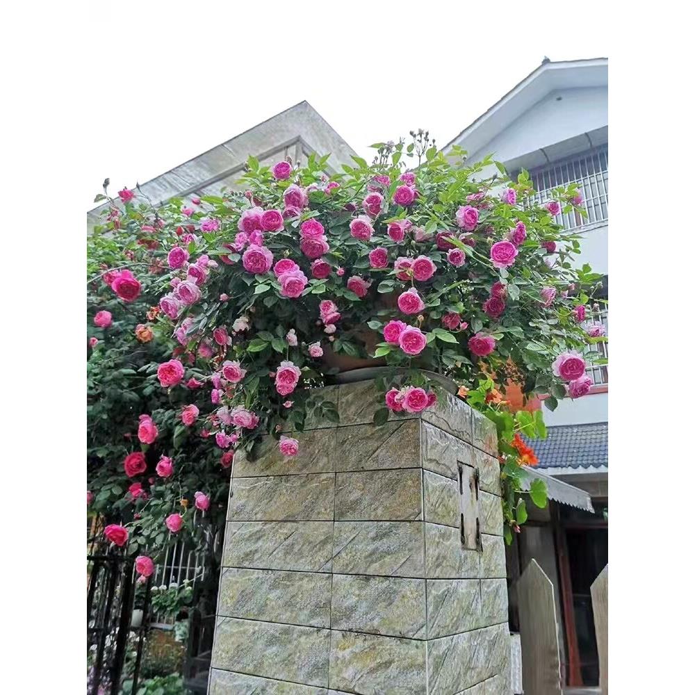 南阳棒棒糖月季玫瑰花卉月季花苗欧月阳台庭院四季开花不断带花苞