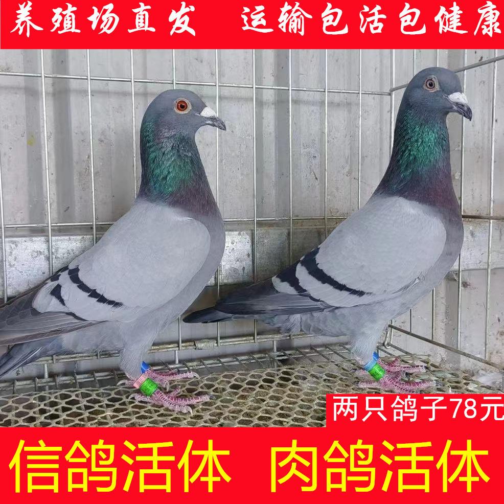 鸽子活体信鸽一对活鸽子肉鸽青年鸽白羽王鸽散养鸽雨点瓦灰鸽子活
