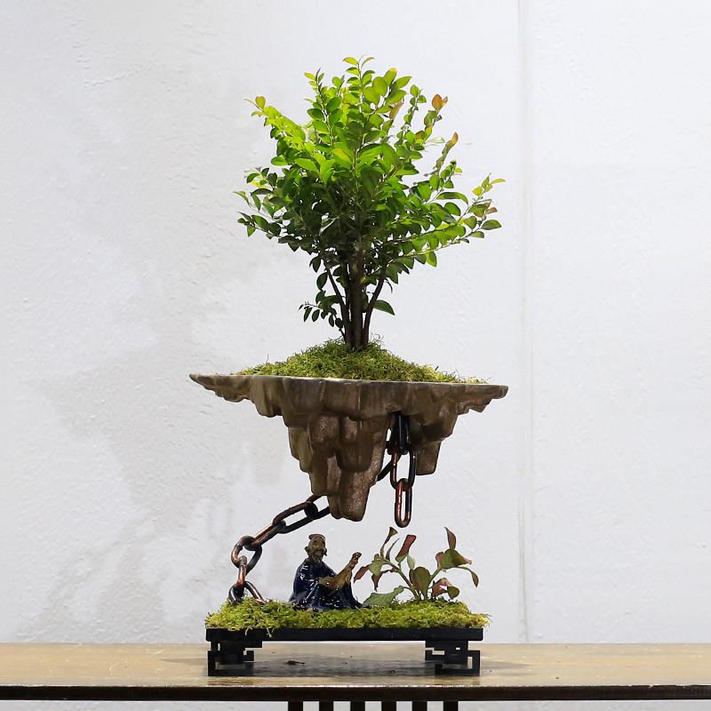小叶紫檀黑骨茶盆栽室内办公室桌面植物创意微景观天空之城盆景