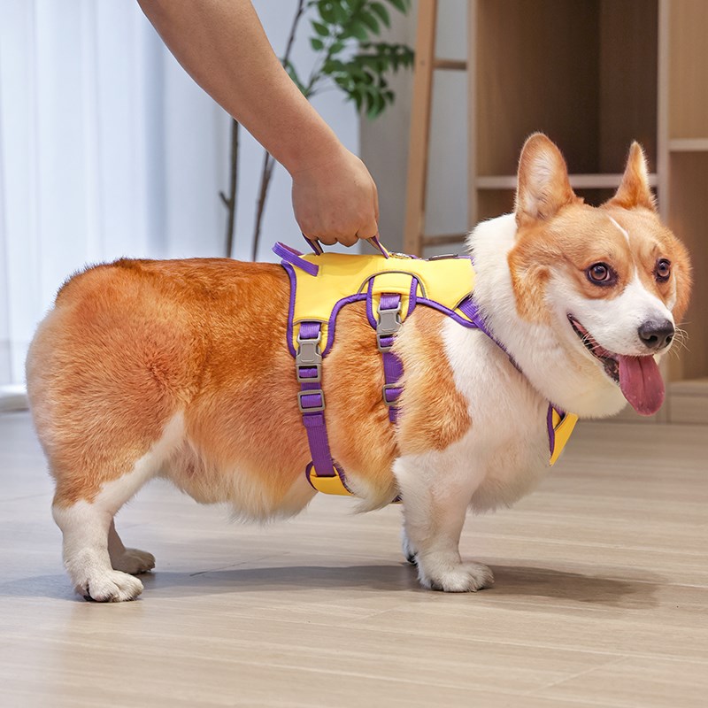 柯基犬狗狗牵引绳防爆冲胸背带背心式可调节防挣脱外出遛狗绳