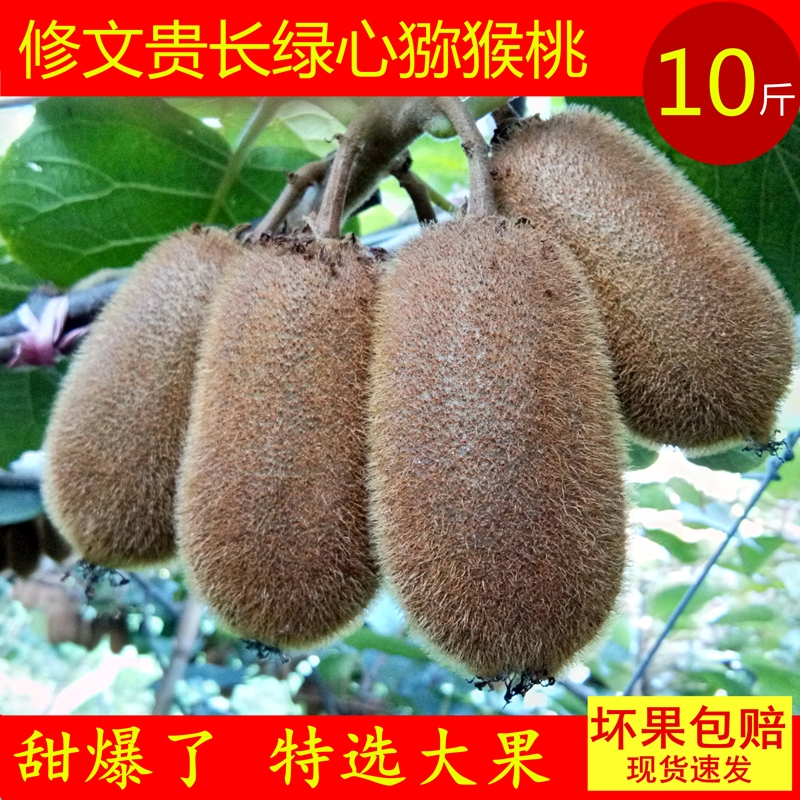 修文贵长猕猴桃新鲜水果奇异果