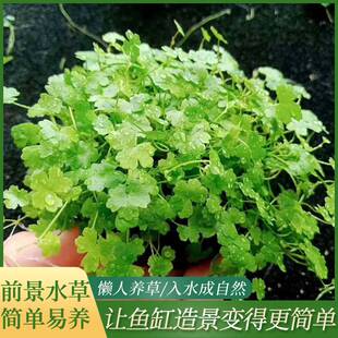 天胡荽水草鱼缸天湖茜天湖葵地钱鱼缸前景草水下叶造景包邮水下叶