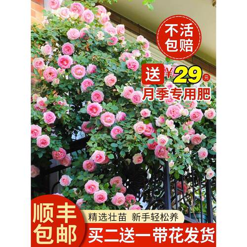 1米8大苗蔷薇花苗藤本月季爬藤植物庭院四季开花卉室内外盆栽玫瑰