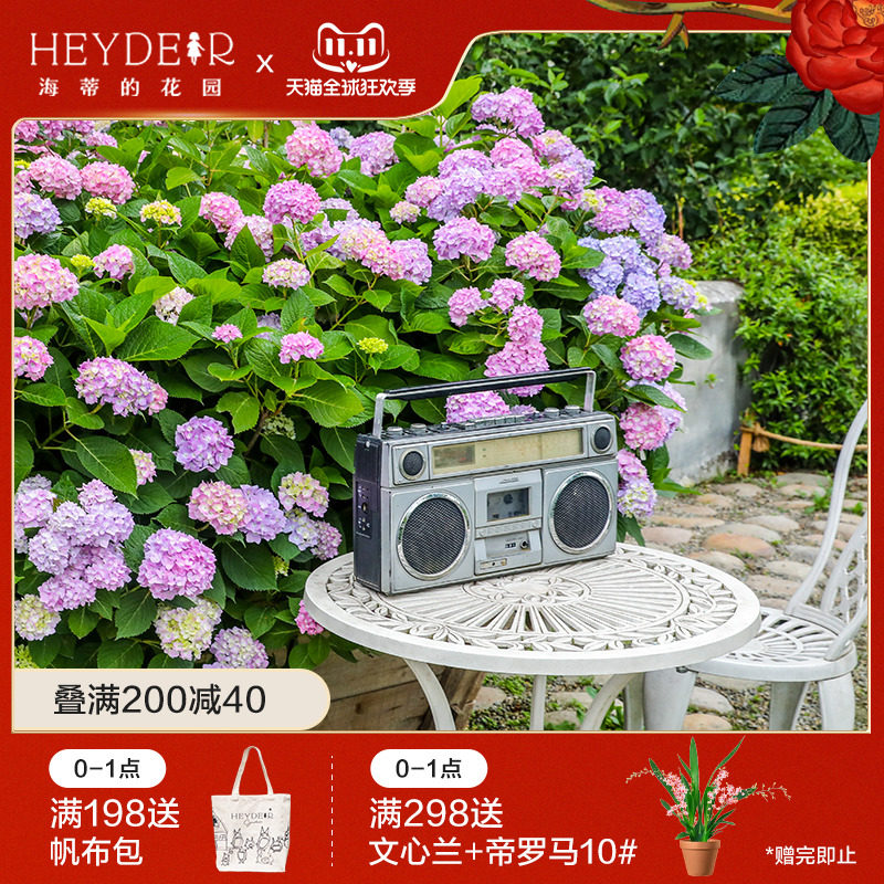 海蒂的花园无尽夏花手鞠大花绣球阳台庭院花卉植物盆栽苗