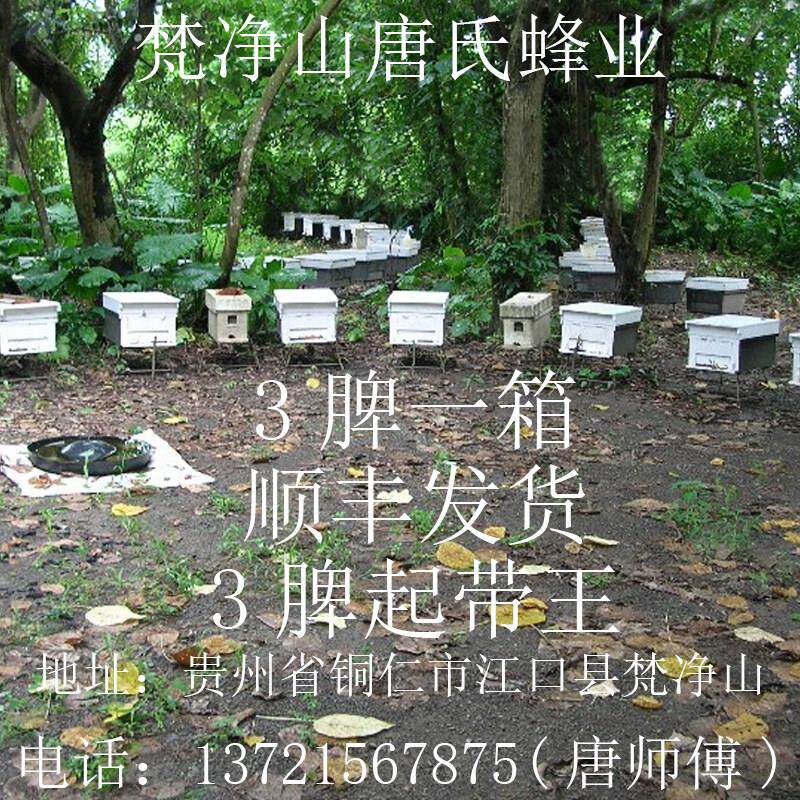 贵州中蜂土蜂蜂群蜜蜂群种群笼蜂活体中华蜂箱蜂中蜂群出售包邮