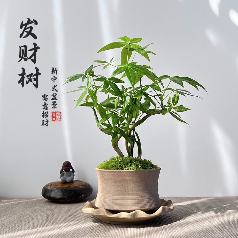 发财树盆景苔藓绿植室内客厅新中式盆栽四季常绿新奇植物茶桌摆件