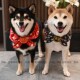 定制名字宠物狗狗柯基泰迪法斗柴犬围巾围脖红色纳福围脖领结饰品
