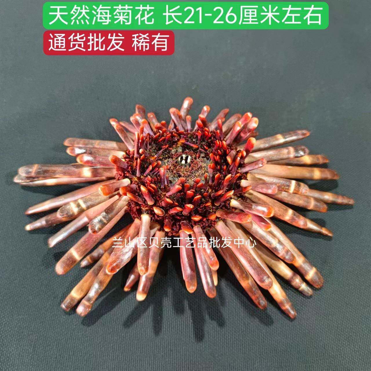 海葵花天然21-26厘米海洋风情装饰高档场所房间创意摆件观赏收藏