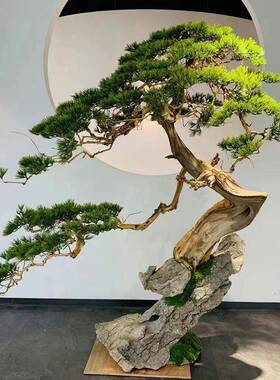 迎客松树室内造景崖柏松绿植玄关橱窗根包石景观家居装扮微景观
