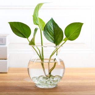 创意大号透明玻璃花瓶绿萝水培花瓶简约水养植物器皿鱼缸摆件