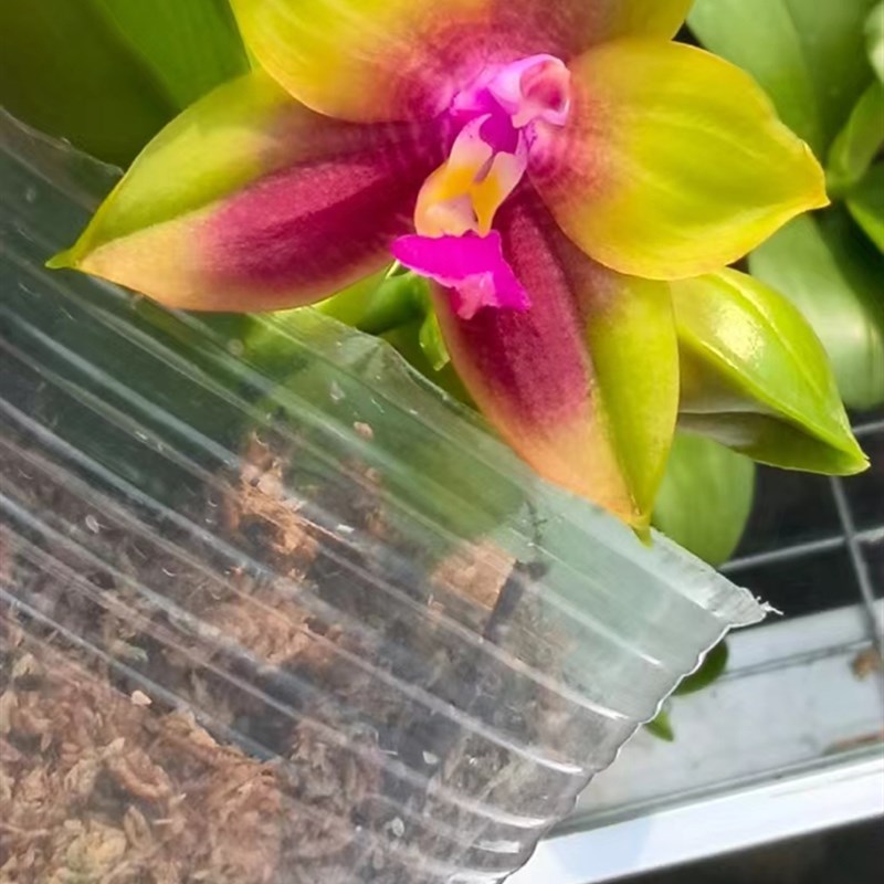 蝴蝶兰138原生苗飞龙交熊后2.8寸带花剑