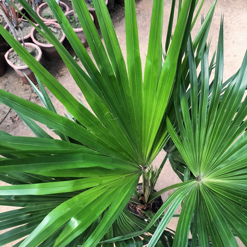 耐寒蒲葵植物棕榈科树扇叶室内外绿植四季长青大型观叶好养活网红