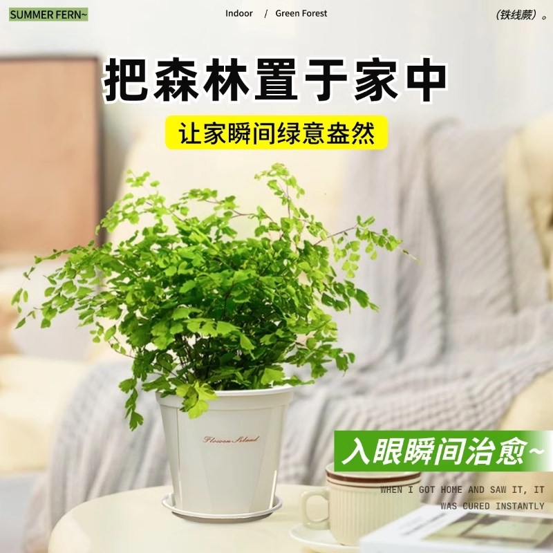 铁线蕨水培植物净化空气耐阴水养蕨类室内好养观叶花卉