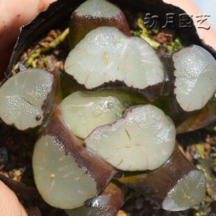 魔镜万象 初月园艺 经典十二卷铭品珍稀有瓦苇多肉植物有一物一拍