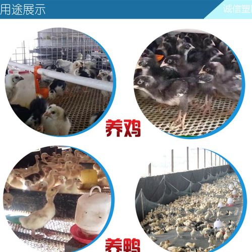 鸡用加厚漏粪板鸭鹅禽用塑料鸡舍接粪板鱼虾养鸡设备鸡舍养殖器械