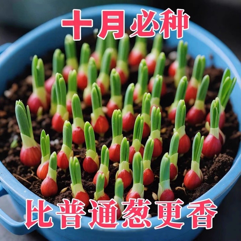 红头葱种四季葱头小香葱种子籽家庭阳台盆栽蔬菜火葱山东大葱种孑
