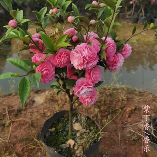 紫丁香原生带花苞多年苗 紫粉色茶梅H茶花包对版带香味开花机器