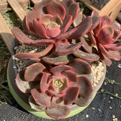 大红袍多肉植物景天红色边大颗巨型好养鲜艳庭院阳台创意花卉包邮