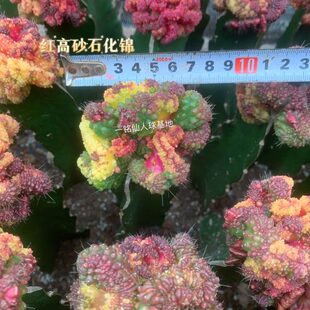 一点红缀化稀有冷门贵货仙人掌多肉植物 红高砂石化锦仙人球
