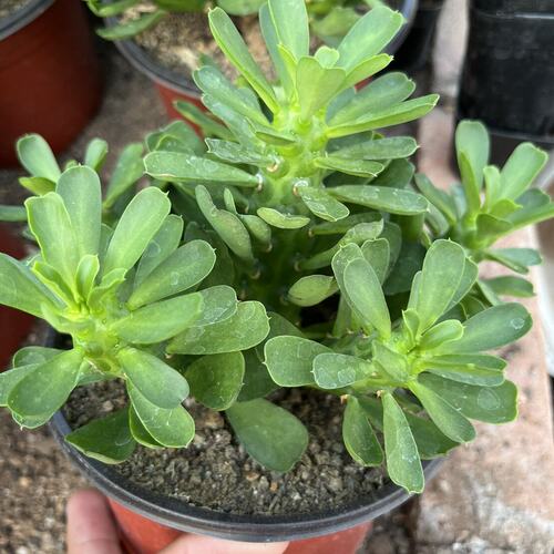 漳州嘟嘟仙人球【无刺霸王鞭】植物批 发量大无刺龙骨大戟科漂亮