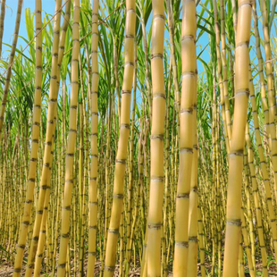 【精选粗甘蔗】云南黄金甘蔗新鲜应季水果批发黄皮青甘蔗脆甜多汁