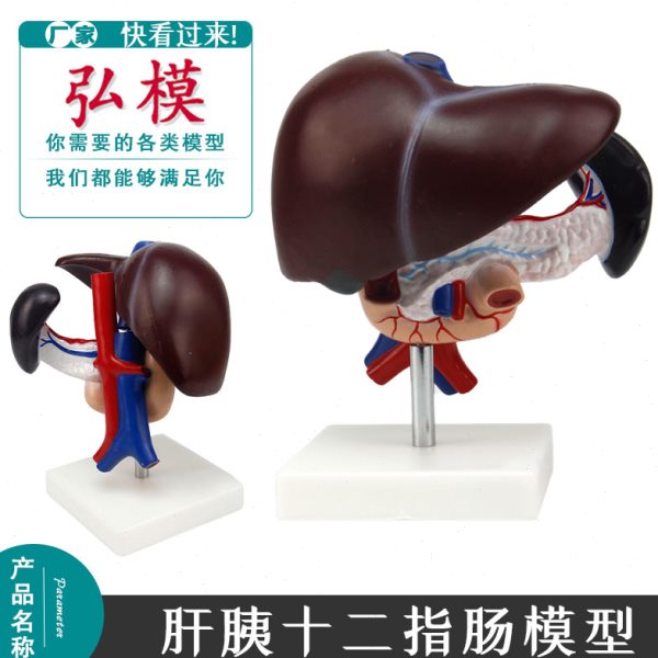 弘模肝胰十二指肠模型肝脾血管和胰腺人体消化系统模具肝胰玩具